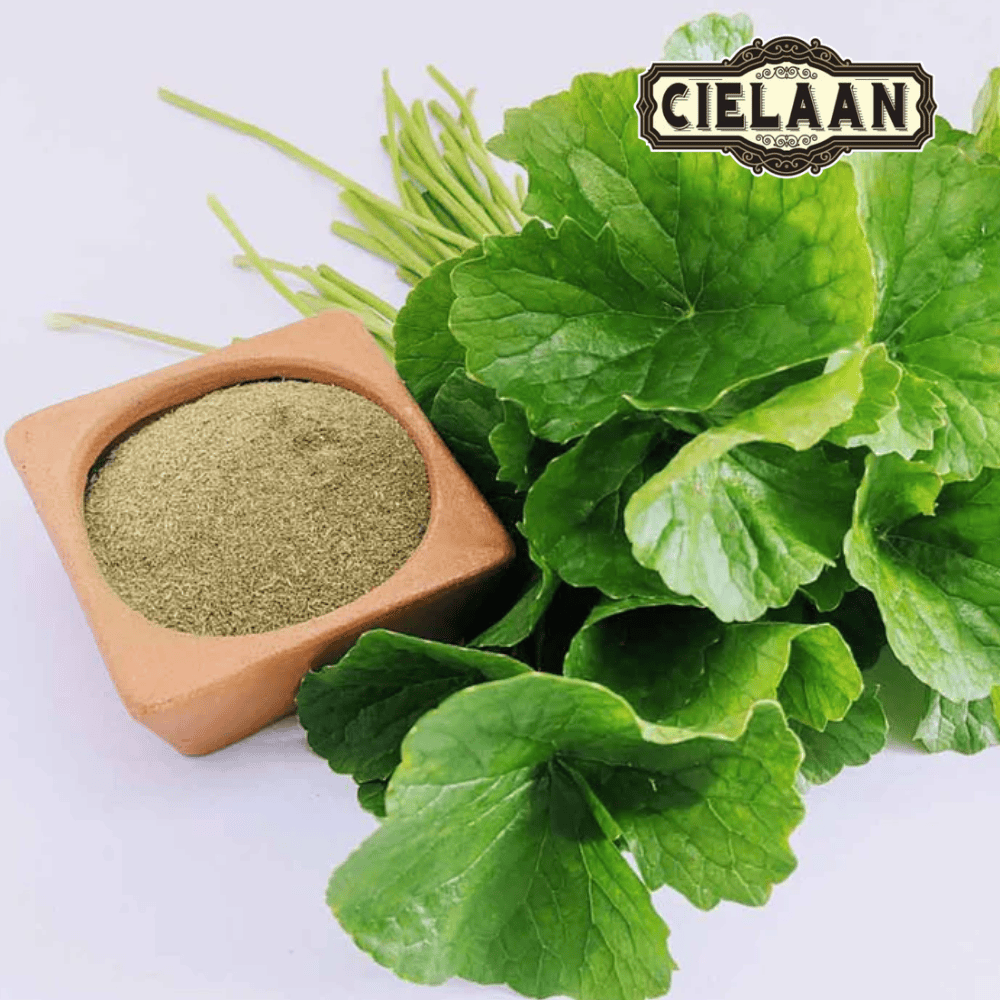 Gotu Kola (Centella asiatica)